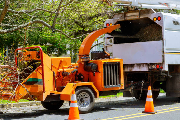 Best Tree Removal  in Park City, TN