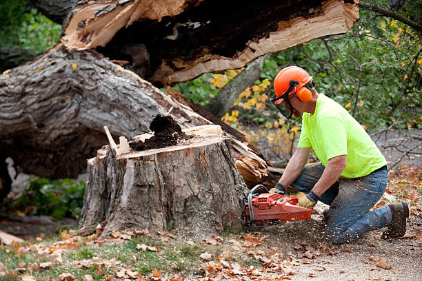  Park City, TN Tree Care Services Pros