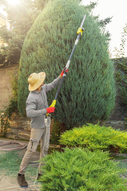 Best Lawn Pest Prevention  in Park City, TN