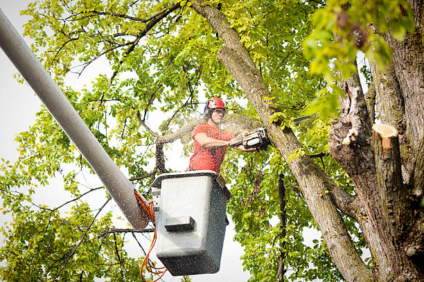 Best Palm Tree Trimming  in Park City, TN